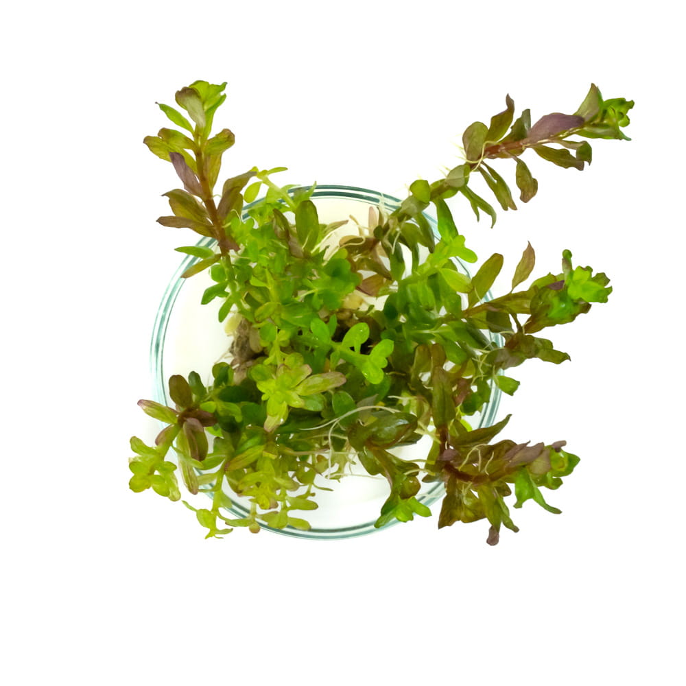 Rotala rotundifolia red 10 sadzonek in vitro